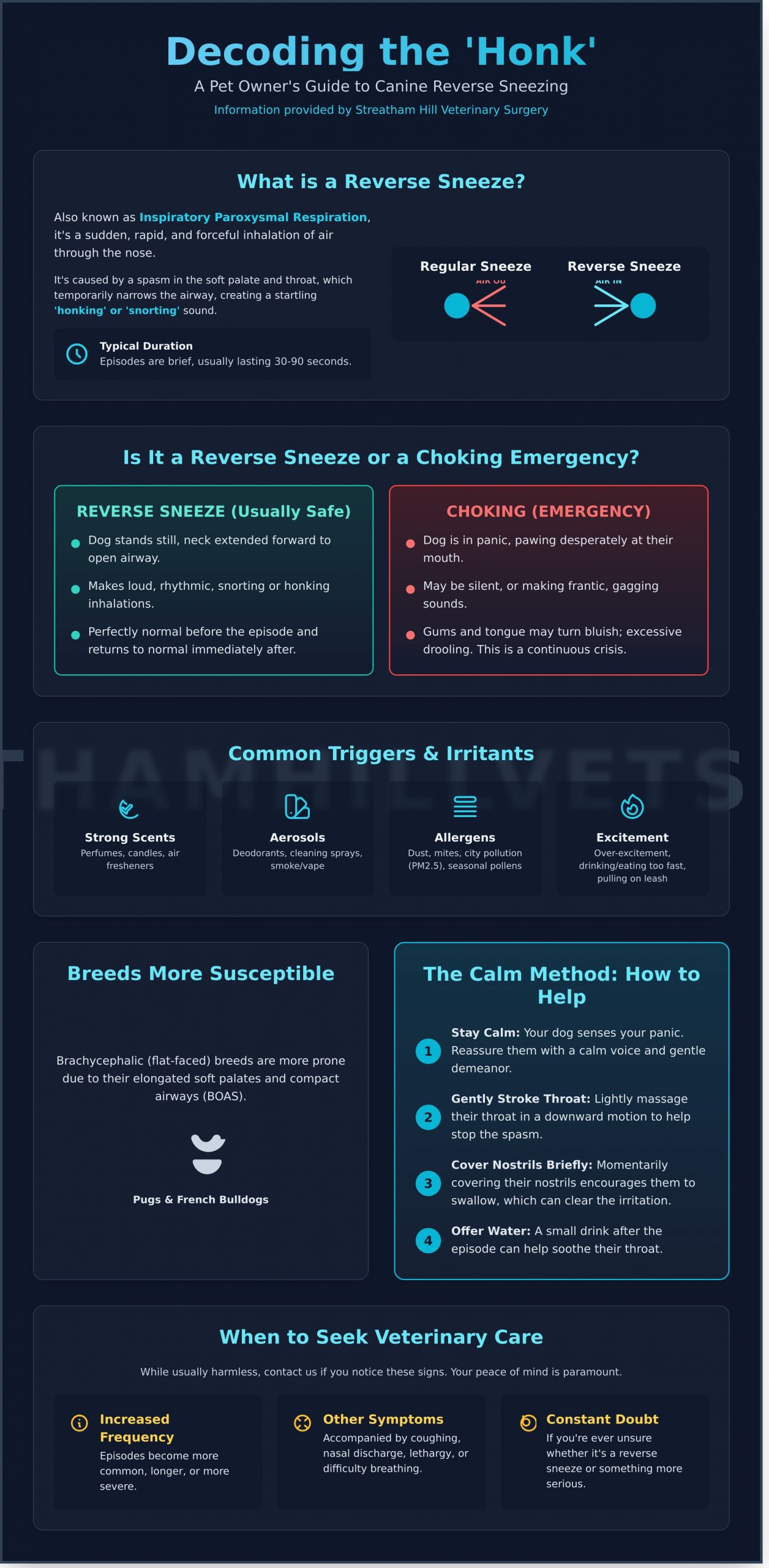 Canine Backward Sneeze: A London Vet’s Guide to Causes, Care, and When to Worry - Infographic