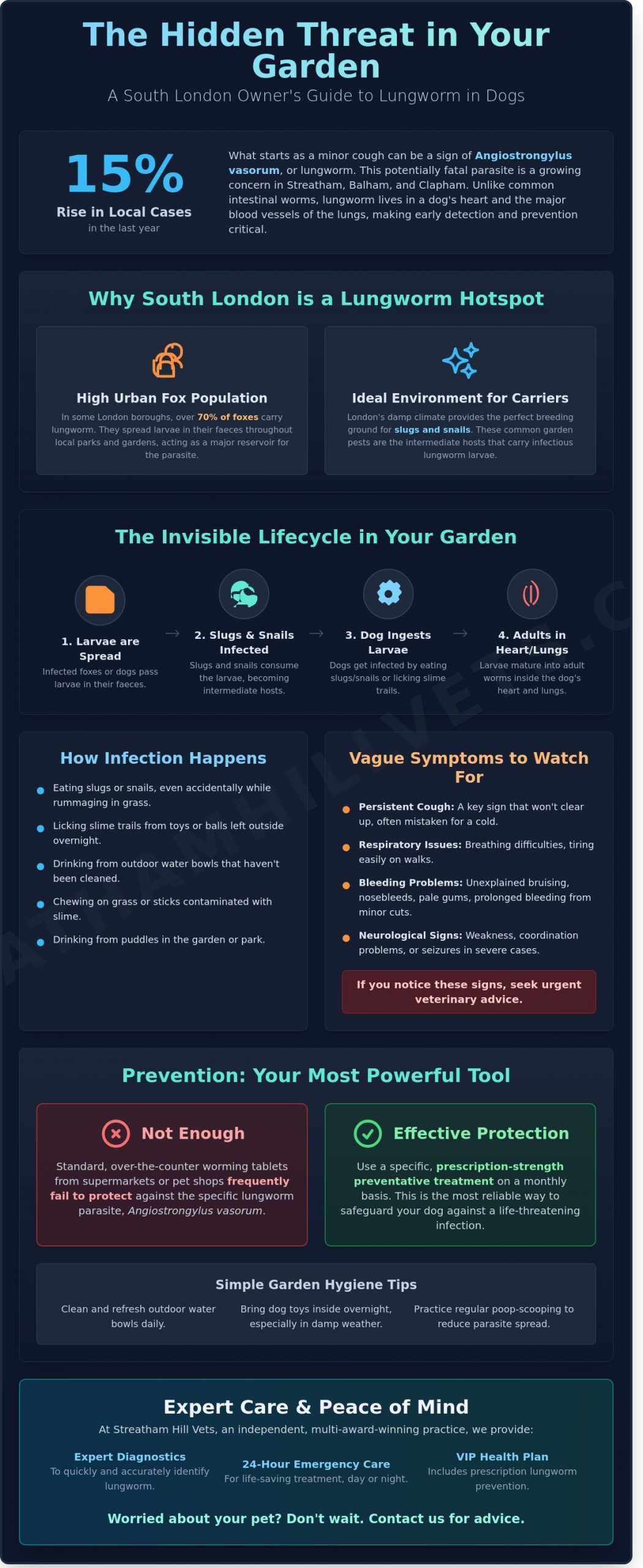 Lungworm in Dogs: A Guide for Pet Owners in Streatham and South London - Infographic