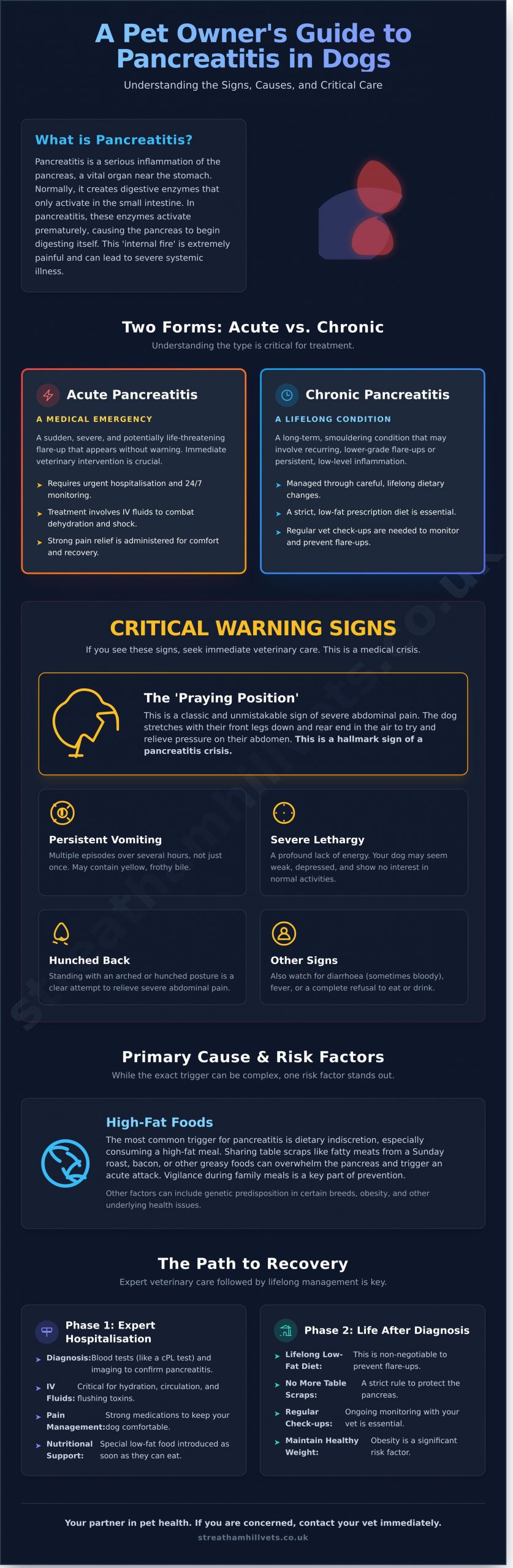 Pancreatitis in Dogs: A London Vet’s Guide to Symptoms, Causes, and 24/7 Care - Infographic