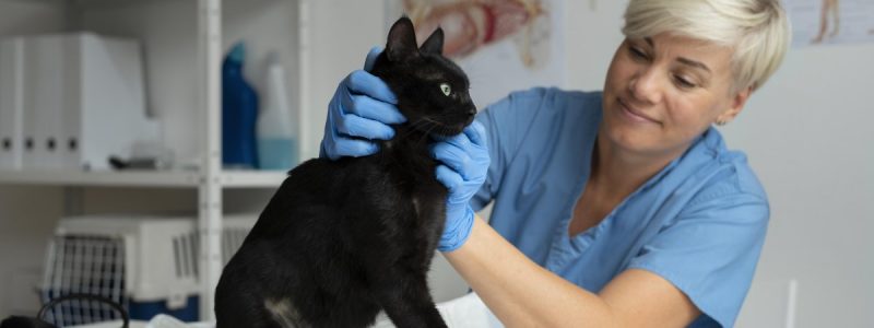 BOAS Grading Clinic in Streatham: The Complete Guide for South London Pet Owners
