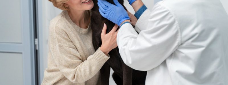 Dog Laboratory & Diagnostics in London: Getting Fast Answers for Your Pet
