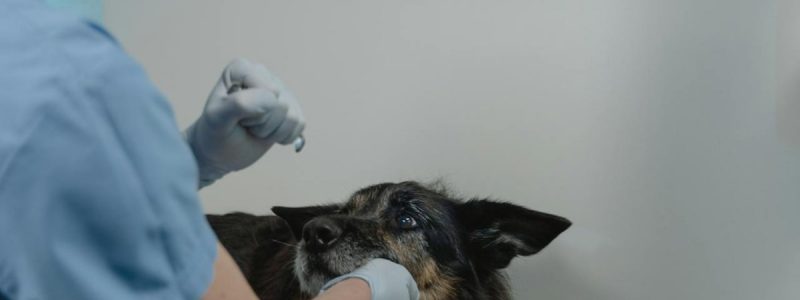 Emergency Vet Near Me: Your Guide to 24/7 Urgent Care in South London (2026)