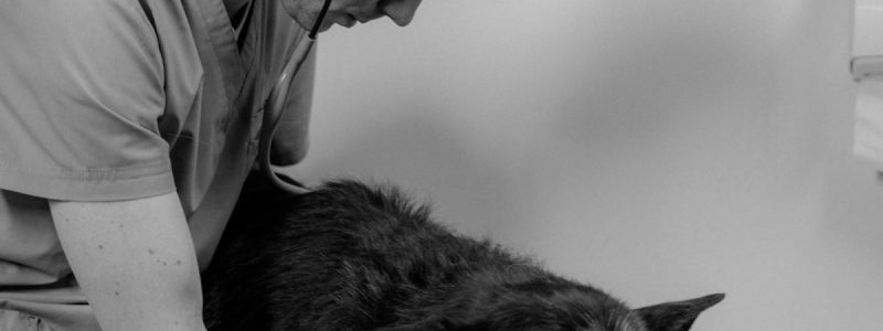 Late Night Vet Near Clapham: Expert 24/7 Care for Your Pet