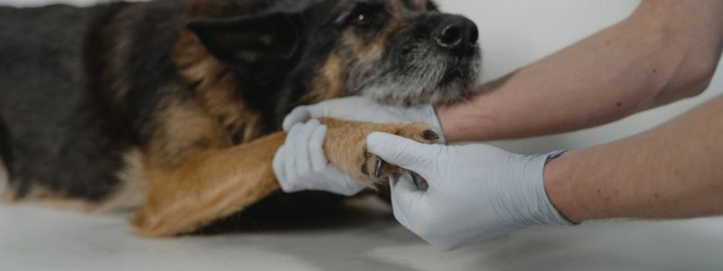 Sunday Vet Brixton: Reliable 24/7 Care at Streatham Hill Vets
