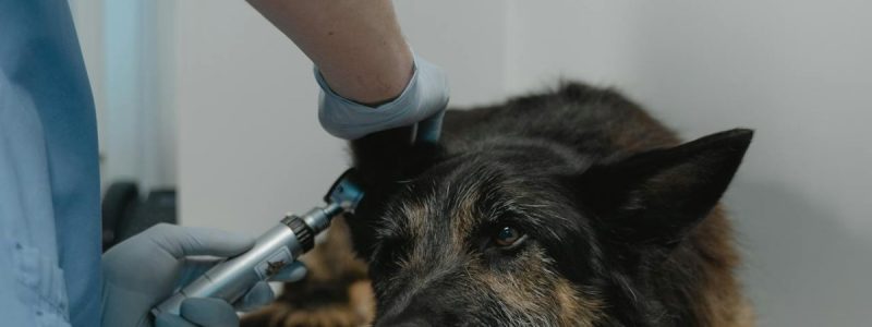 Why Choose Our Streatham Hill Veterinary Surgery?